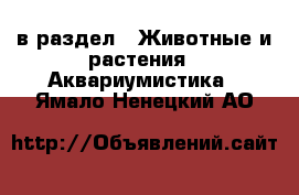  в раздел : Животные и растения » Аквариумистика . Ямало-Ненецкий АО